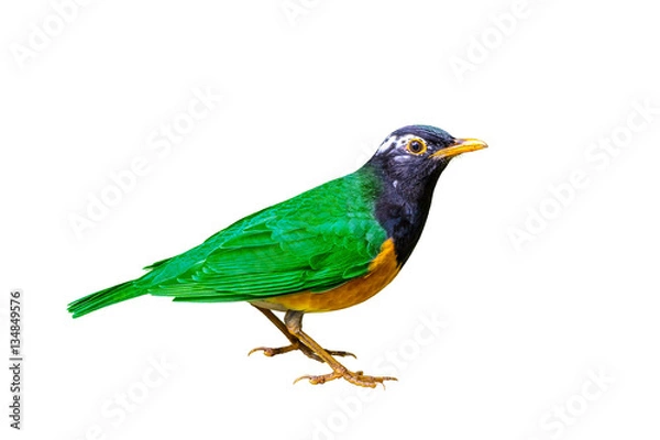 Fototapeta Colorful bird isolated standing with white background.