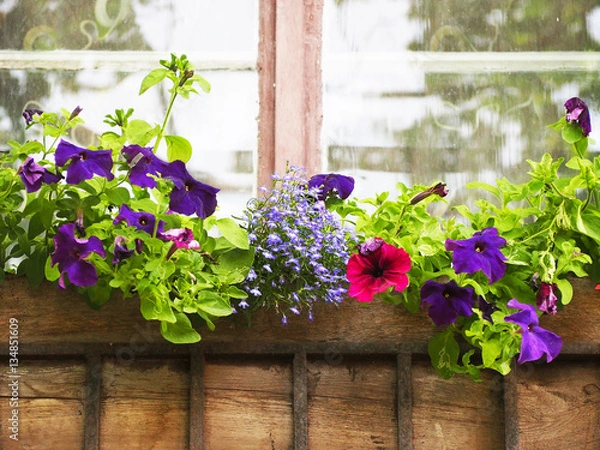 Fototapeta Flower box in window of a building, beautiful pink and violet flowers growing