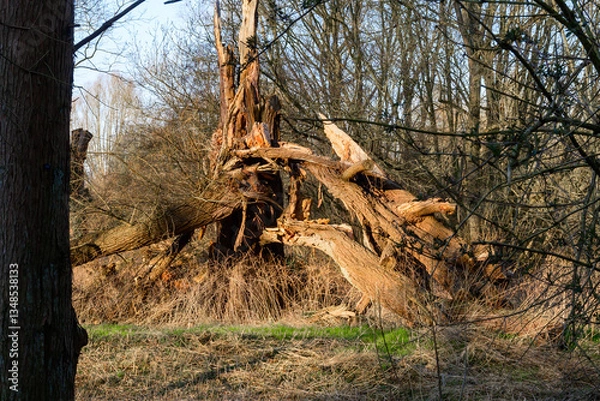 Fototapeta Photo of an old destroyed tree in nature