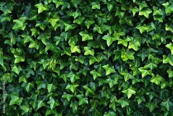 Fototapeta Pixel Perfect Picture of Seamless Texture of Lush Green Ivy Wall