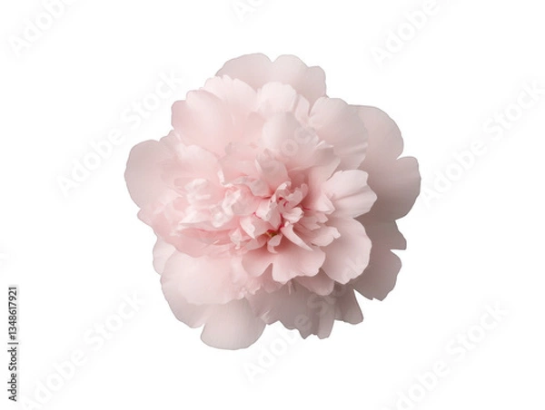 Fototapeta A single pink flower with a white background. The flower is the main focus of the image and it is the only thing that is visible. The flower is delicate and beautiful
