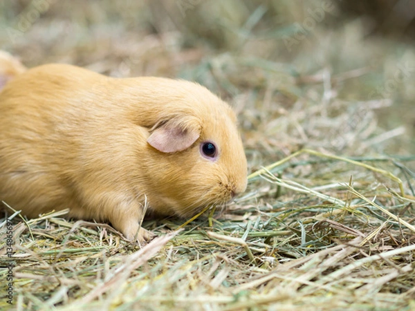 Fototapeta Guinea pig find food on grass space for text