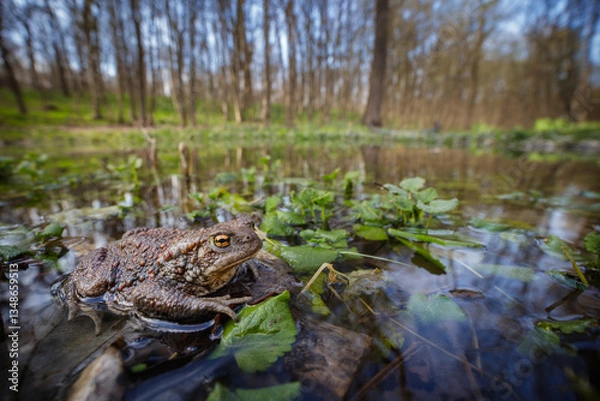 Obraz Common toad (Bufo bufo) in its natural habitat