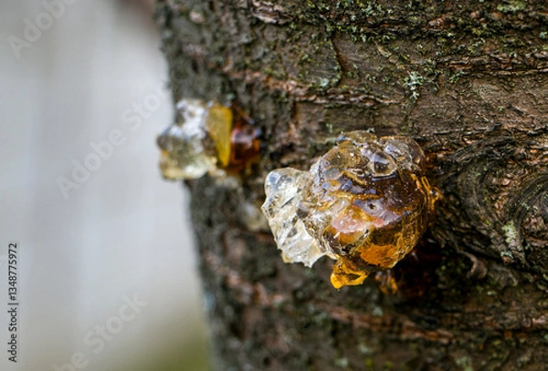 Fototapeta Sticky cherry resin. The resinous liquid that flows from the bark of the cherry tree. A drop of resin on a fruit tree