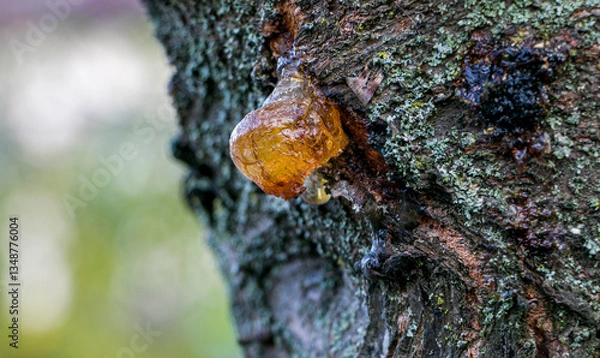 Fototapeta Sticky cherry resin. The resinous liquid that flows from the bark of the cherry tree. A drop of resin on a fruit tree