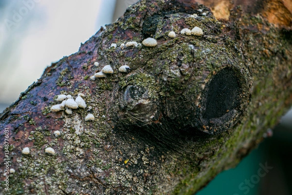 Fototapeta Common schizophyllum (Schizophyllum commune) on apple tree branches