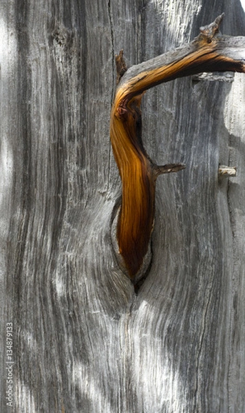 Obraz Bristlecone Pine
