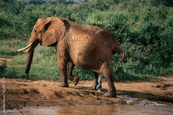 Obraz An elephant urine after being released from a puddle