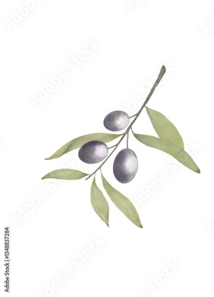 Fototapeta オリーブのイラスト