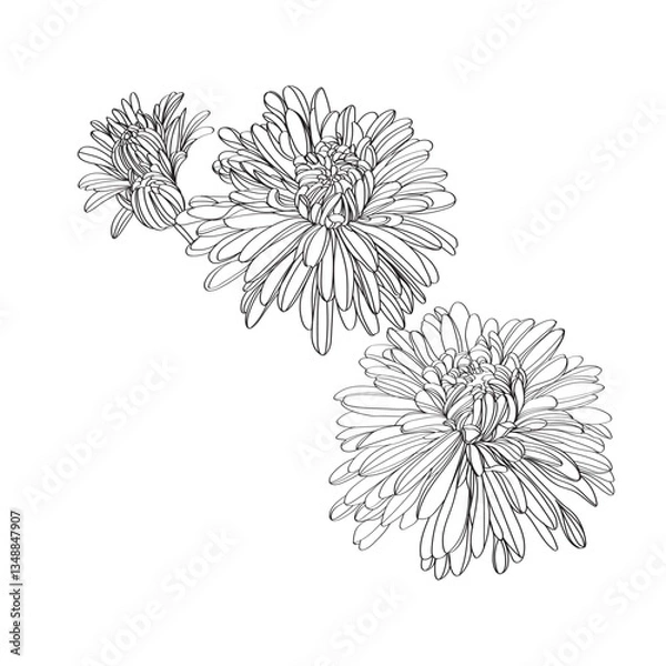 Fototapeta Black and white line illustration of daisy flowers on a white background. Flower chrysanthemum isolated on white