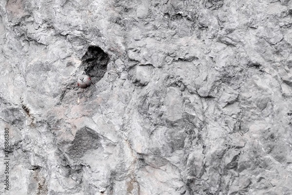 Fototapeta The wallcreeper on mountain wall (Tichodroma muraria)