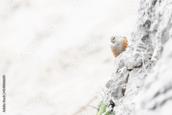 Fototapeta The alpine accentor (Prunella collaris)