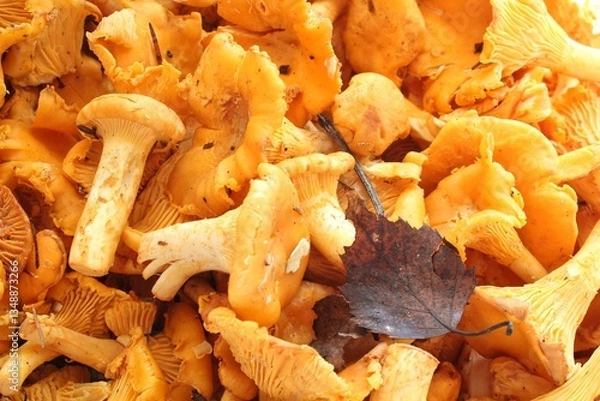 Obraz Pile of freshly picked yellow chanterelle mushrooms. Close-up of many chanterelle fungi. Abundance of golden wild chanterelle mushrooms. Harvested edible yellow forest mushrooms with a dried leaf