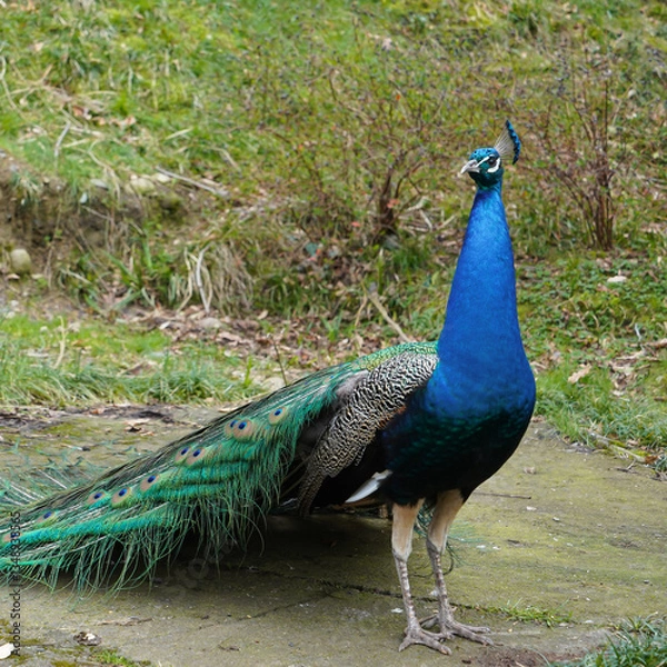 Fototapeta Black-shouldered peafowl. Peacocks in the household. Peacock feathers as an object of trade. High quality photo