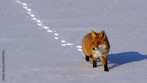 Obraz Red fox Walking in the snow