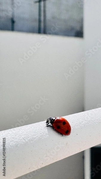 Obraz ladybug on a blade of grass