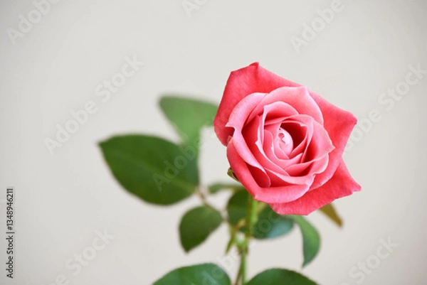 Fototapeta ピンクのばら