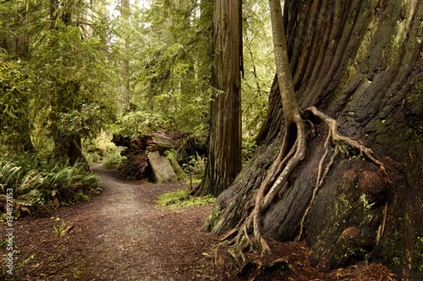 Obraz Redwood Forest