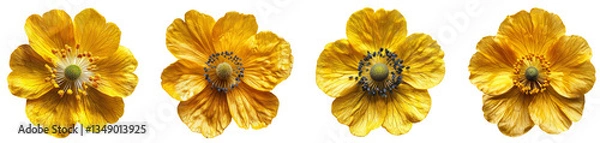 Fototapeta Bright Yellow Poppy Flowers Pack of 4 Isolated on a Transparent Canvas PNG File