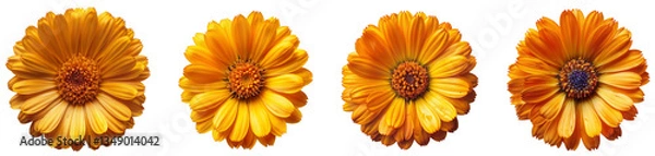 Fototapeta Vibrant Orange Calendula Flowers Pack of 4 Isolated on a Transparent Canvas PNG File