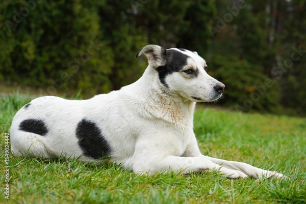 Fototapeta A mongrel, well-fed dog of white color with black spots lies on the grass and looks warily. A homeless dog.