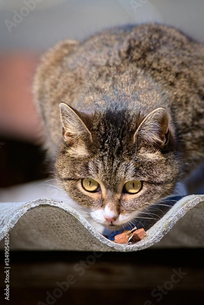 Fototapeta A cat with an expressive face close-up. A cat eating cat food sitting on a tiled roof.