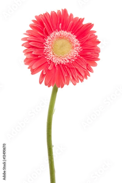 Fototapeta red daisy flower