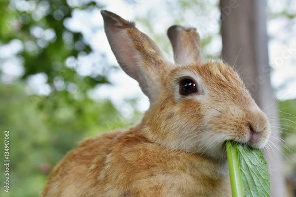 Obraz もぐもぐうさぎ