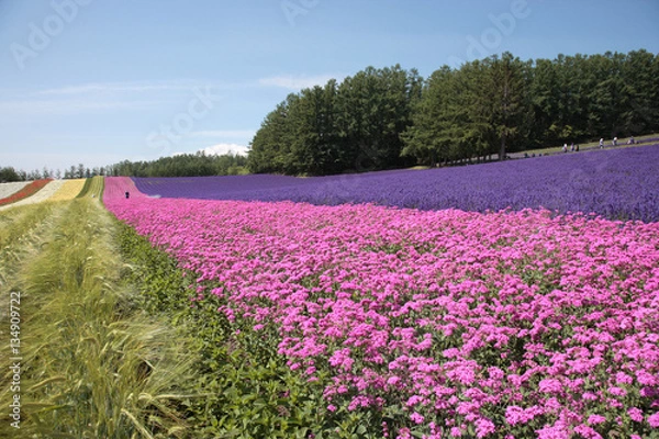 Fototapeta 夏の花畑