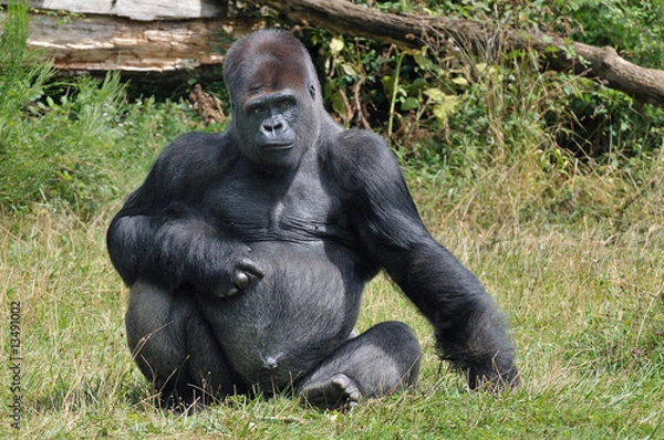Fototapeta Gorille "dos argenté"