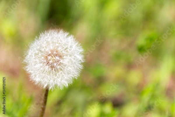 Obraz たんぽぽの綿毛