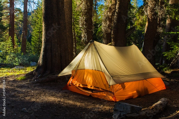 Fototapeta A light colored tent sits in a pine forest as morning sunlight hits it from the side
