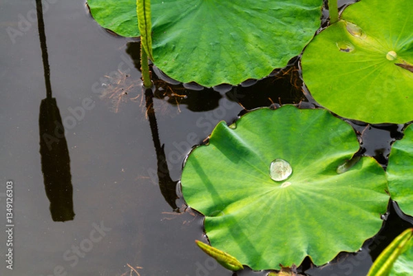 Obraz ハスと水滴