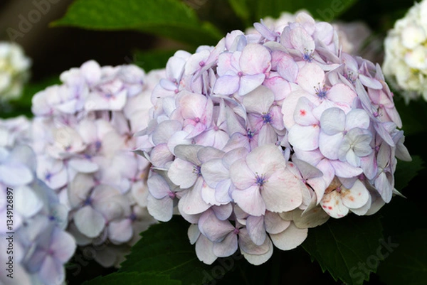 Obraz 紫陽花　あじさい