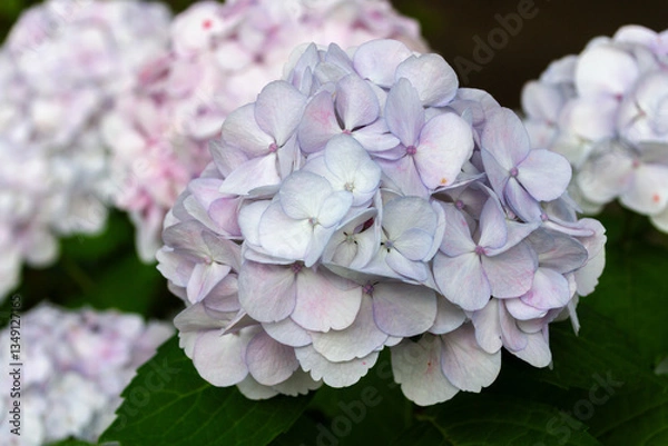 Obraz 紫陽花　あじさい