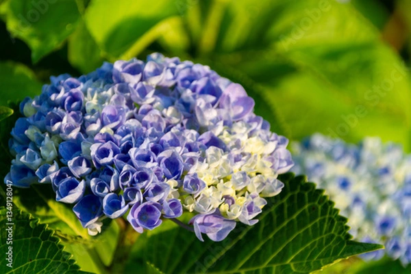 Obraz 紫陽花　あじさい