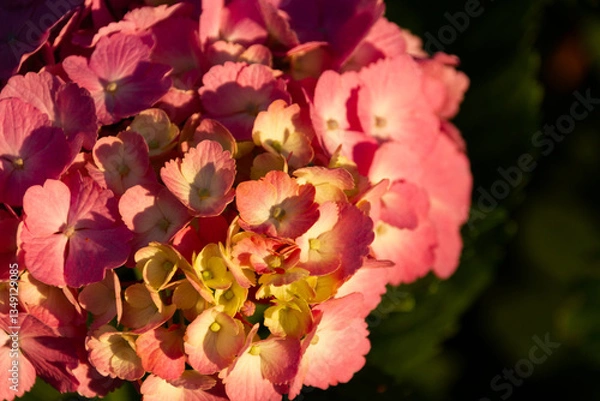 Obraz 紫陽花　あじさい