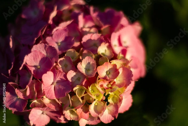 Obraz 紫陽花　あじさい