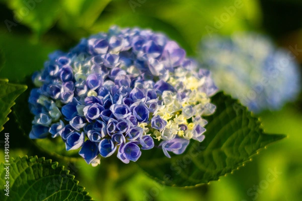 Obraz 紫陽花　あじさい