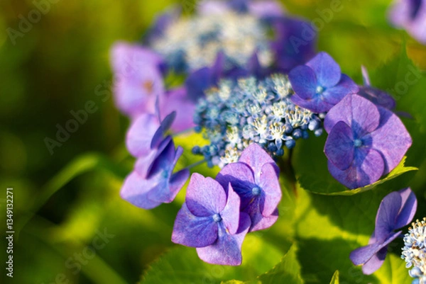 Obraz 紫陽花　あじさい