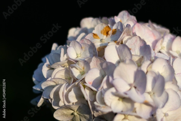 Obraz 紫陽花　あじさい