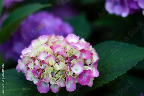 Obraz 紫陽花　あじさい