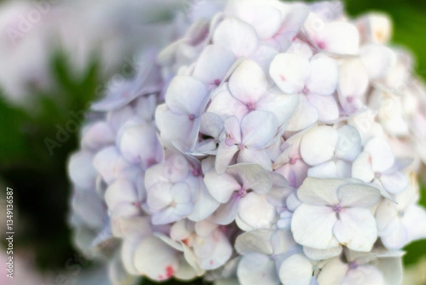 Obraz 紫陽花　あじさい