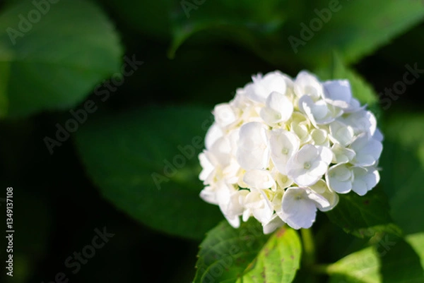 Obraz 紫陽花　あじさい