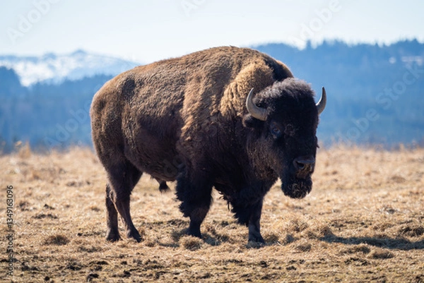 Fototapeta 
American bison standing on a grassy meadow with a snowy mountain in the background. Big buffalo, symbol of America