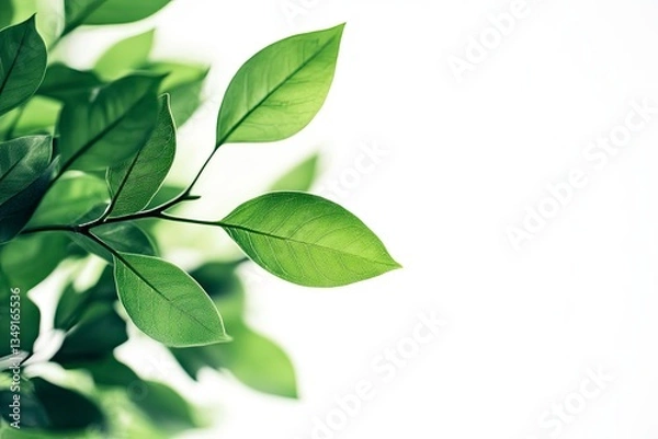 Fototapeta Fresh Green Leaves Close-up with Copy Space for Natural Beauty Concepts