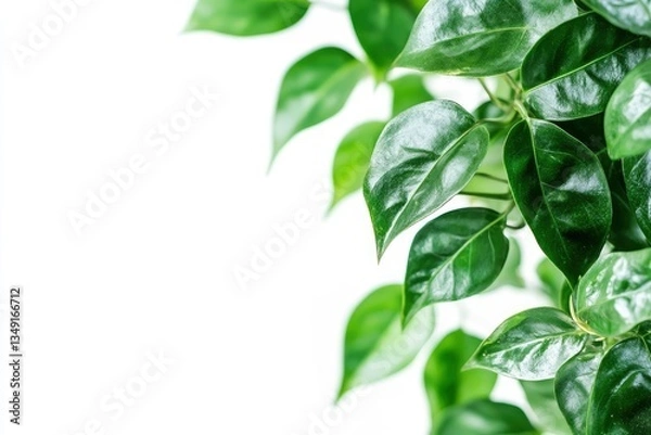 Fototapeta Close-up of Green Plant Leaves Against White Background with Copy Space