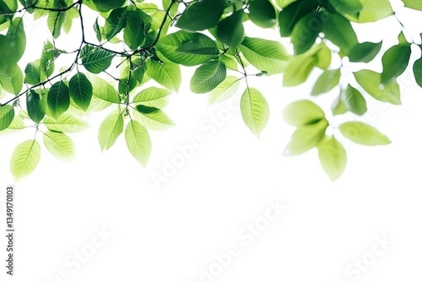 Fototapeta Fresh Green Leaves and Tree Branches Against a White Background