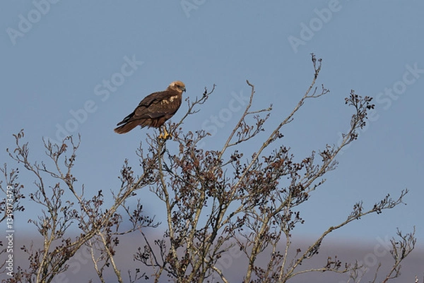 Fototapeta Marsh Harrier (Circus aeruginosus) perched on a tree in a reedbed in the Somerset Levels in the United Kingdom