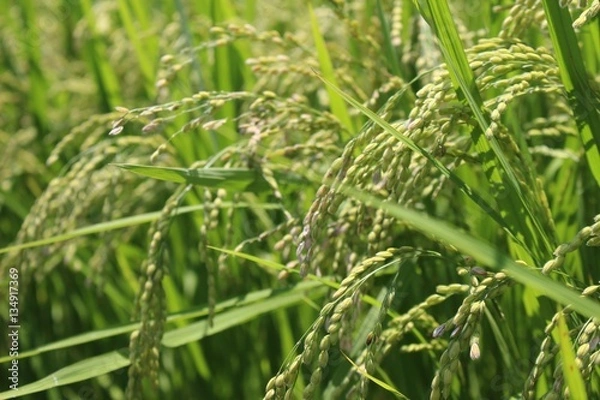 Fototapeta 稲穂